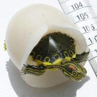 La tortuga en huevo